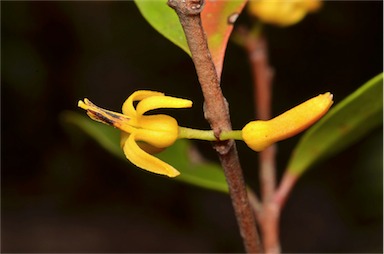 APII jpeg image of Persoonia lanceolata  © contact APII