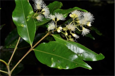 APII jpeg image of Syzygium floribundum  © contact APII