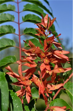 APII jpeg image of Ailanthus altissima  © contact APII