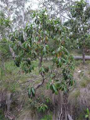 APII jpeg image of Tasmannia purpurascens  © contact APII