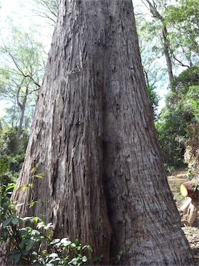 APII jpeg image of Eucalyptus laevopinea  © contact APII