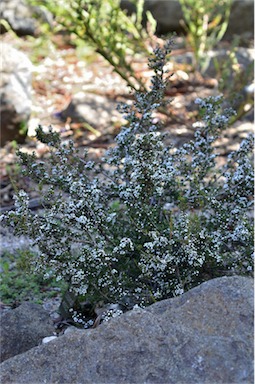 APII jpeg image of Baeckea sp. Corackerup (K.R.Newbey 5048)  © contact APII