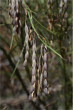 APII jpeg image of Acacia extensa  © contact APII