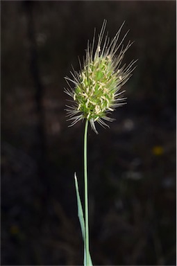 APII jpeg image of Cynosurus echinatus  © contact APII