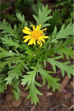 APII jpeg image of Euryops chrysanthemoides  © contact APII