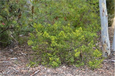 APII jpeg image of Persoonia juniperina  © contact APII