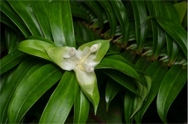 APII jpeg image of Freycinetia scandens  © contact APII