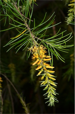 APII jpeg image of Persoonia pinifolia  © contact APII