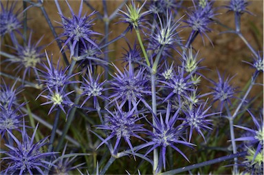 APII jpeg image of Eryngium ovinum  © contact APII