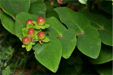 APII jpeg image of Hypericum androsaemum  © contact APII