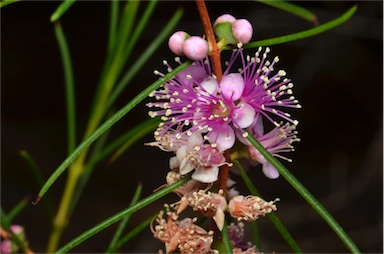 APII jpeg image of Hypocalymma angustifolium subsp. angustifolium  © contact APII