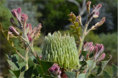 APII jpeg image of Banksia baxteri  © contact APII