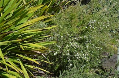 APII jpeg image of Leptospermum deuense  © contact APII