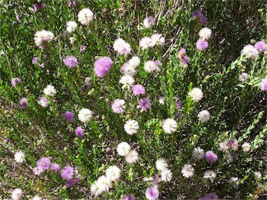 APII jpeg image of Melaleuca nesophila  © contact APII