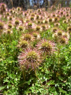 APII jpeg image of Acaena novae-zelandiae  © contact APII