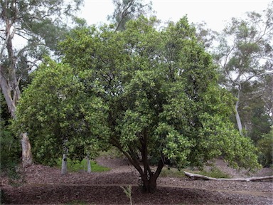 APII jpeg image of Lomatia arborescens  © contact APII