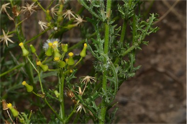 APII jpeg image of Senecio bathurstianus  © contact APII