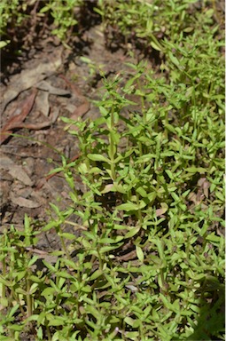 APII jpeg image of Gratiola pedunculata  © contact APII