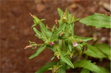 APII jpeg image of Gratiola pedunculata  © contact APII