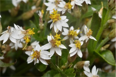 APII jpeg image of Schoenia cassiniana  © contact APII