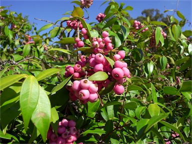 APII jpeg image of Syzygium 'Cascade'  © contact APII