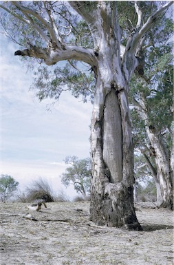 APII jpeg image of Eucalyptus camaldulensis  © contact APII