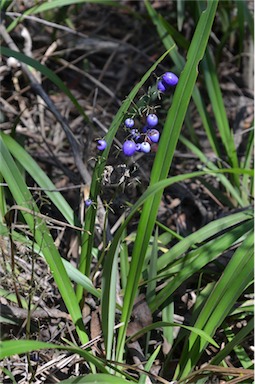 APII jpeg image of Dianella tasmanica  © contact APII