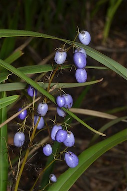 APII jpeg image of Dianella tasmanica  © contact APII