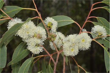 APII jpeg image of Eucalyptus bridgesiana  © contact APII