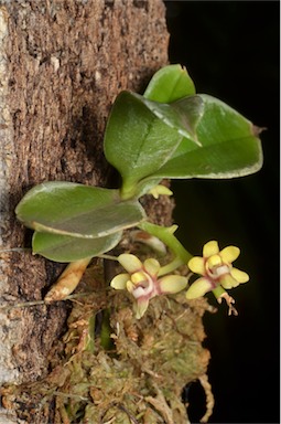 APII jpeg image of Sarcochilus hirticalcar  © contact APII