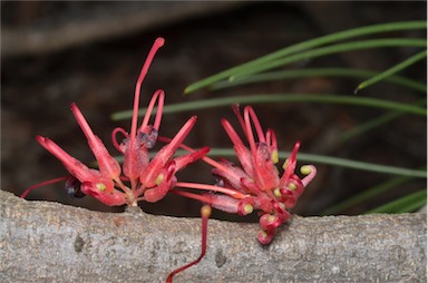 APII jpeg image of Hakea orthorrhyncha var. filiformis  © contact APII