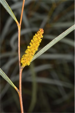 APII jpeg image of Acacia olgana  © contact APII