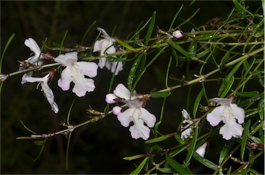 APII jpeg image of Westringia rupicola  © contact APII