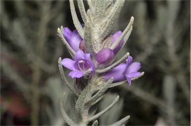 APII jpeg image of Eremophila 'Beryl's Blue'  © contact APII