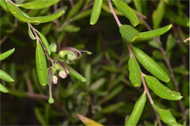 APII jpeg image of Grevillea guthrieana  © contact APII