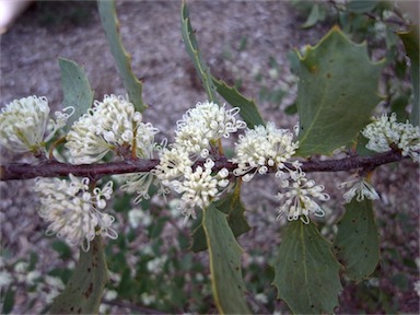 APII jpeg image of Hakea cristata  © contact APII