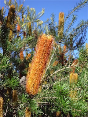 APII jpeg image of Banksia 'Giant Candles'  © contact APII