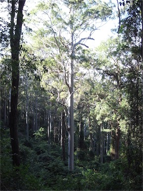 APII jpeg image of Eucalyptus grandis  © contact APII