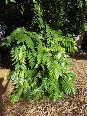 APII jpeg image of Dysoxylum mollissimum  © contact APII