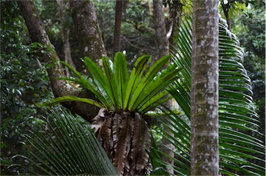 APII jpeg image of Asplenium australasicum  © contact APII