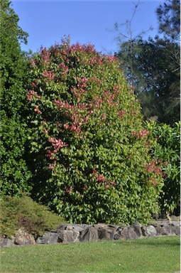 APII jpeg image of Syzygium unipunctatum  © contact APII