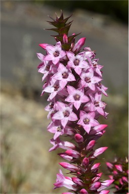 APII jpeg image of Epacris purpurascens var. purpurascens  © contact APII