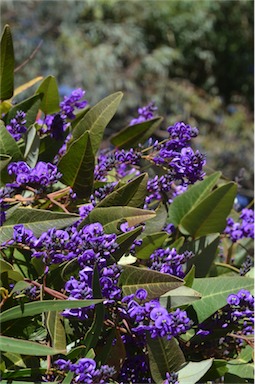 APII jpeg image of Hardenbergia violacea  © contact APII