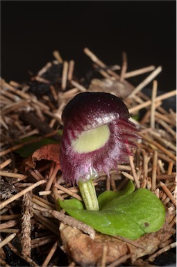 APII jpeg image of Corybas dilatatus  © contact APII