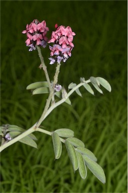 APII jpeg image of Indigofera basedowii  © contact APII