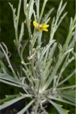 APII jpeg image of Goodenia mueckeana  © contact APII