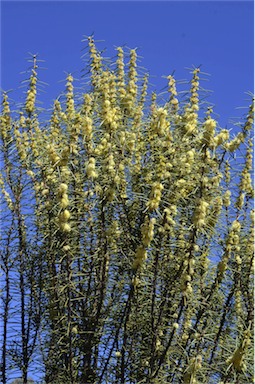 APII jpeg image of Hakea recurva subsp. recurva  © contact APII