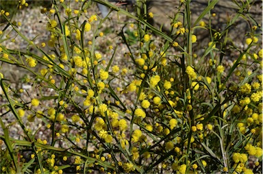 APII jpeg image of Acacia trigonophylla  © contact APII