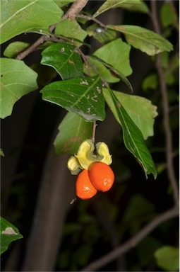 APII jpeg image of Cupaniopsis shirleyana  © contact APII