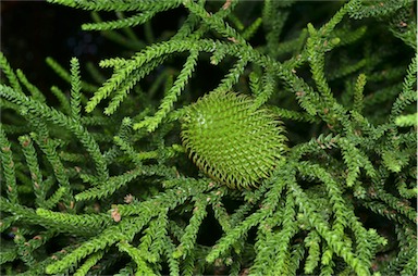 APII jpeg image of Araucaria cunninghamii  © contact APII